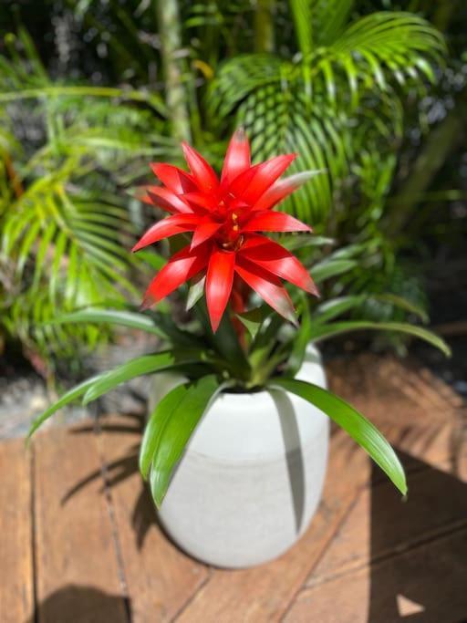 Appartement Jardin Tropical - 4 Personnes Le Gosier Le Gosier (Grande-Terre)